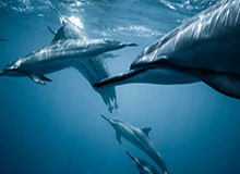 开云下载:重新定义云端下载的安全、快速与智能